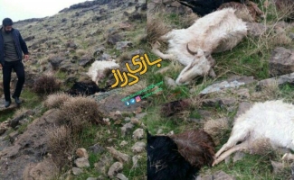 تلف شدن سه رأس بز بر اثر برخورد صاعقه در ارتفاعات دانه خشک شهرستان 