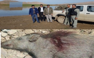 دستگیری 4 شکارچی و صیاد متخلف در سرپل ذهاب 