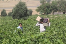 بیشترین سطح زیر کشت باغات شهرستان/ باغات انگور یاقوتی با سطح زیر کشت بیش از900 هکتار