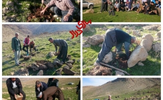 کاشت بیش از 300 نهال و بذر بلوط در حاشیه روستای قلعه بهادری در سرپل ذهاب