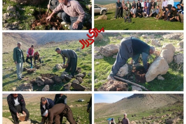 کاشت بیش از 300 نهال و بذر بلوط در حاشیه روستای قلعه بهادری در سرپل ذهاب
