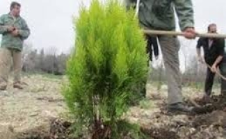 غرس 18هزار نهال در شهرستان سرپل ذهاب به مناسبت هفته درختکاری
