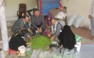 آغاز برداشت گوجه سبز از سطح باغات شهرستان
