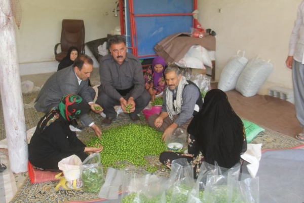 آغاز برداشت گوجه سبز از سطح باغات شهرستان