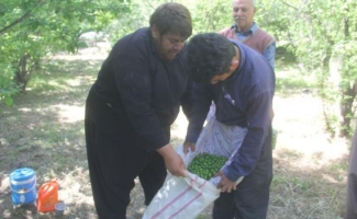 برداشت نوبرانه گوجه سبز در سرپلذهاب / تصاویری از تلاش کشاورزان و باغداران سرپلذهابی برای زندگی 