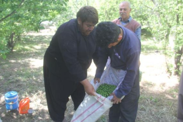 برداشت نوبرانه گوجه سبز در سرپلذهاب / تصاویری از تلاش کشاورزان و باغداران سرپلذهابی برای زندگی 