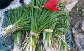 بازار داغ فروش گیاهان خوراکی در سرپل ذهاب/ خواص دارویی گیاهان خوراکی بهاری