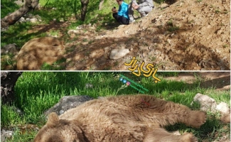 برخورد یک دستگاه خودرو با یک قلاده خرس قهوه ای در محور سرپل ذهاب به دالاهو