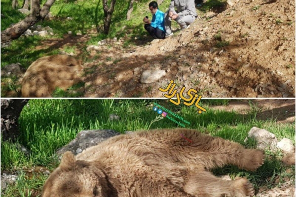 برخورد یک دستگاه خودرو با یک قلاده خرس قهوه ای در محور سرپل ذهاب به دالاهو
