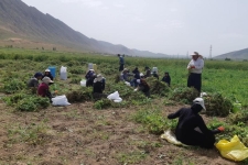 برداشت نخود فرنگی در سرپل ذهاب آغاز شد