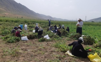 برداشت نخود فرنگی در سرپل ذهاب آغاز شد