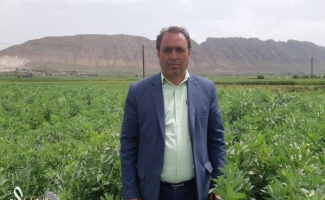 برداشت باقلا در350 هکتار از اراضی شهرستان سرپل ذهاب