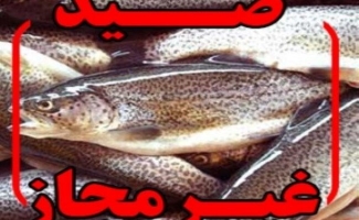 شلیک مستقیم صیادان غیرمجاز بسوی محیط بانان شهرستان / شناسایی و دستگیری متخلفین در حال پیگیری است