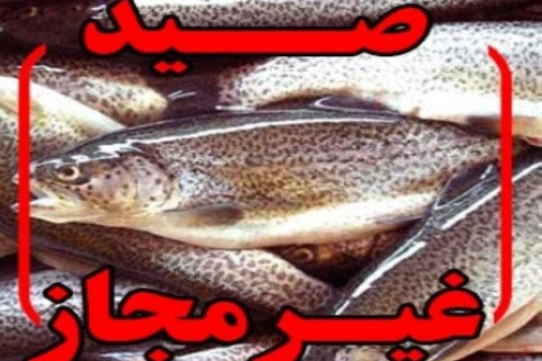 شلیک مستقیم صیادان غیرمجاز بسوی محیط بانان شهرستان / شناسایی و دستگیری متخلفین در حال پیگیری است