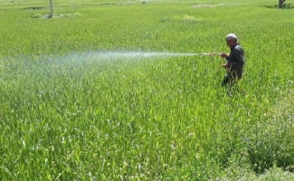 سمپاشی یک هزار و 700 هکتار ازمزارع شهرستان سرپل ذهاب، برعلیه بیماری زنگ زرد گندم