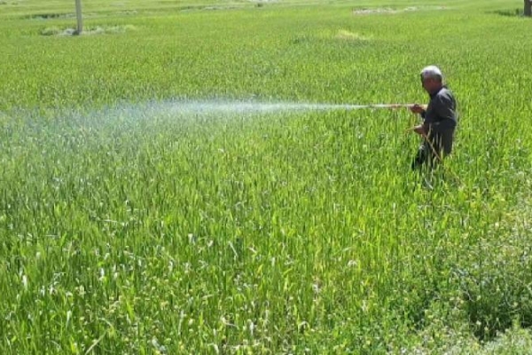 سمپاشی یک هزار و 700 هکتار ازمزارع شهرستان سرپل ذهاب، برعلیه بیماری زنگ زرد گندم