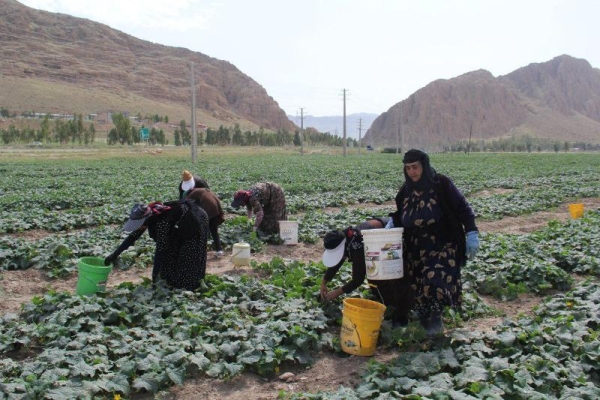 آغاز برداشت خیار در85هکتاراراضی در شهرستان سرپل ذهاب