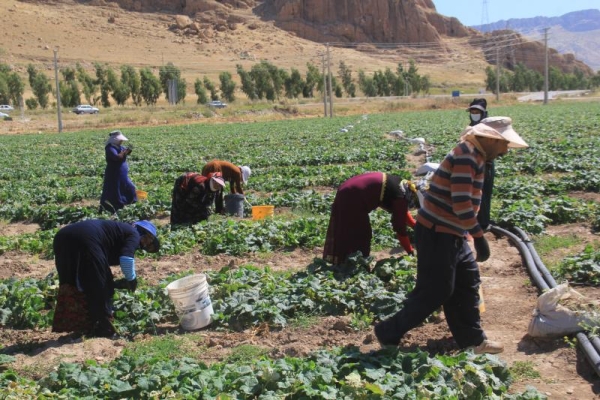 برداشت خیار از مزارع شهرستان سرپلذهاب آغاز شد