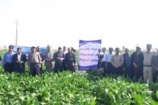 مراسم روز مزرعه چغندرقند پاییزه در شهرستان سرپل ذهاب برگزار شد