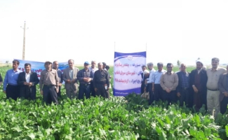مراسم روز مزرعه چغندرقند پاییزه در شهرستان سرپل ذهاب برگزار شد
