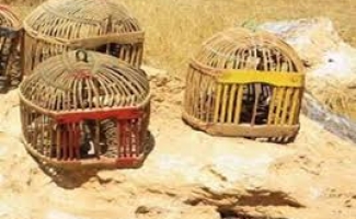 کشف و ضبط تعداد 27قطعه کبک زنده از شکارچیان متخلف توسط یگان حفاظت از محیط زیست در شهرستان 