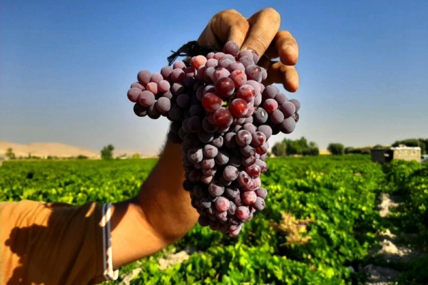 آغاز برداشت انگور یاقوتی از باغات سرپلذهاب