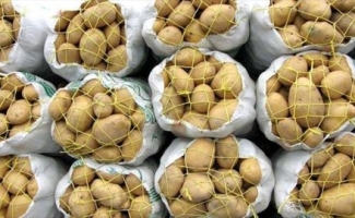آغاز برداشت سیب زمینی در شهرستان