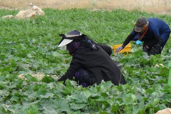 برداشت خیار در سطح ۸۵ هکتار از مزارع  شهرستان سرپلذهب آغاز شد