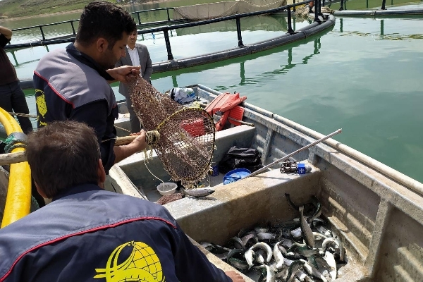 آغاز برداشت مرحله دوم ماهیان طرح پرورش در قفس سد شهدای گمنام شهرستان / پیش بینی برداشت ۱۲۰ تن ماهی قزل آلا