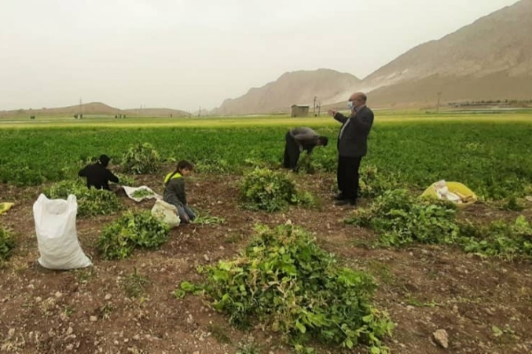 برداشت نخود فرنگی در سرپل ذهاب آغاز شد