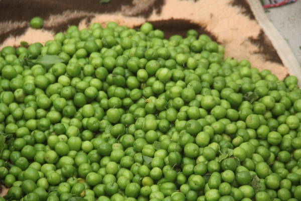 آغاز برداشت نوبرانه گوجه سبز در باغات شهرستان
