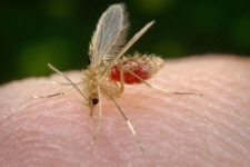 شیوع بیماری سالک و ابتلا ۱۴ مورد به این بیماری در سرپلذهاب/ مسئولین پای کار آمدند