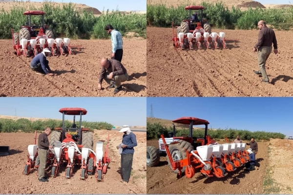 آغاز کشت بذر چغندرقند پاییزه در سطح مزارع شهرستان سرپلذهاب