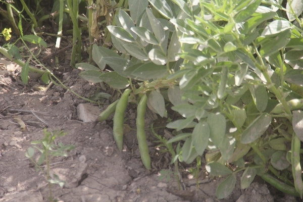 آغاز برداشت باقلا در سطح ۹۰ هکتار از اراضی شهرستان