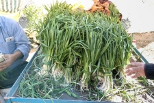 عطر دلپذیر گیاهان بهاری، مهمان سفره مردم سرپلذهاب