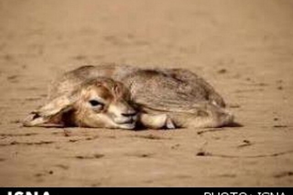 خشکسالی، تغییر اقلیم و تخریب زیستگاه بلای جان حیات وحش