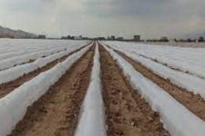 آغاز کشت صیفی جات در اراضی کشاورزی شهرستان