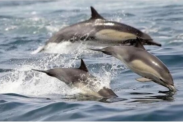 جهان به یک توافق تاریخی در زمینه حفاظت از اقیانوس‌ها رسید