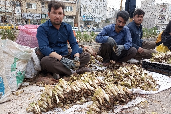 بازار داغ گیاهان بهاری در سرپل ذهاب / وقتی عطر گیاهان بهاری با بوی نوروز  فضای بازار را پر می کند