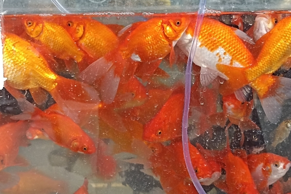 بازار فروش ماهی قرمز در آستانه عید نوروز در سرپل ذهاب / وقتی ماهی قرمزهای سفره نوروزی مهمان خانه های مردم می شوند