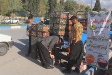 عرضه میوه تنظیم بازار شب عید در شهرستان سرپل ذهاب