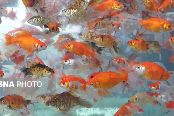 چگونه از ماهی‌های قرمز مراقبت کنیم؟