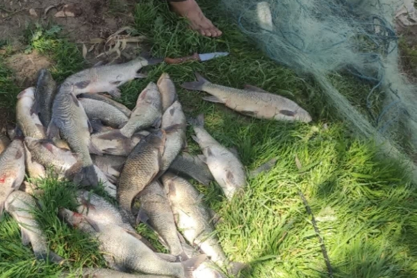 کشف و ضبط و جمع آوری بیش از چهارصد متر تور ماهیگیری و چندین قطعه ماهی از متخلفین صید غیر مجاز