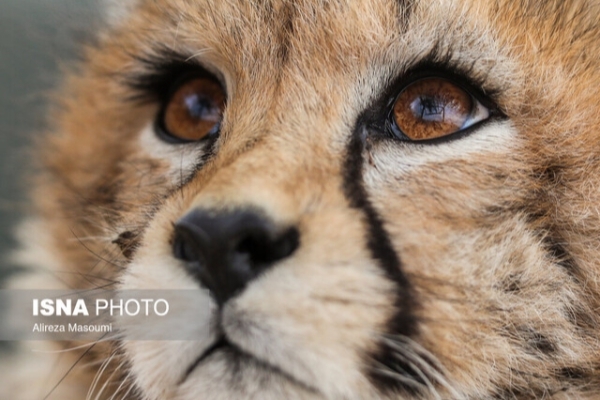 «یوزپلنگ آسیایی»، رتبه دوم گونه‌های در معرض خطر انقراض ایران