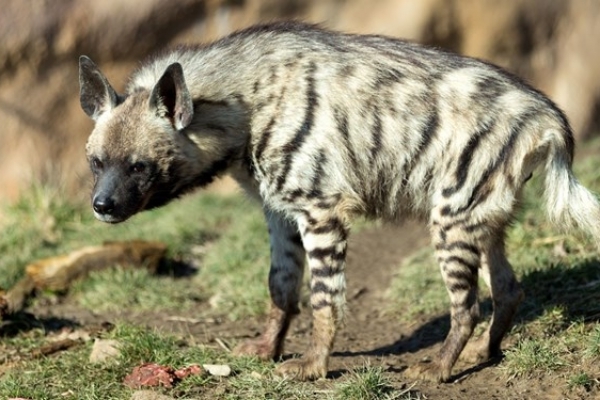 تداوم مرگ غم‌انگیز گونه‌های ارزشمند جانوری در جاده تهران- مشهد+ عکس