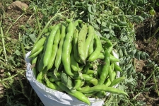 برداشت بیش از ۵۵۰ تن باقلا در شهرستان