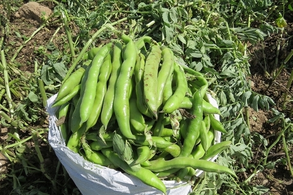 برداشت بیش از ۵۵۰ تن باقلا در شهرستان