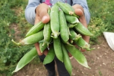 برداشت نخود فرنگی در سرپل‌ذهاب آغاز شد