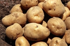 برداشت سیب زمینی در سرپل ذهاب آغاز شد