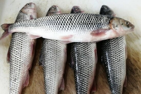 دستگیری یک صیاد متخلف در سد شهدای گمنام این شهرستان